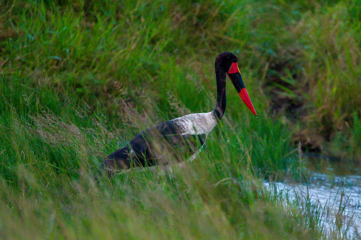 Saddle-billed Stork - ML642299388