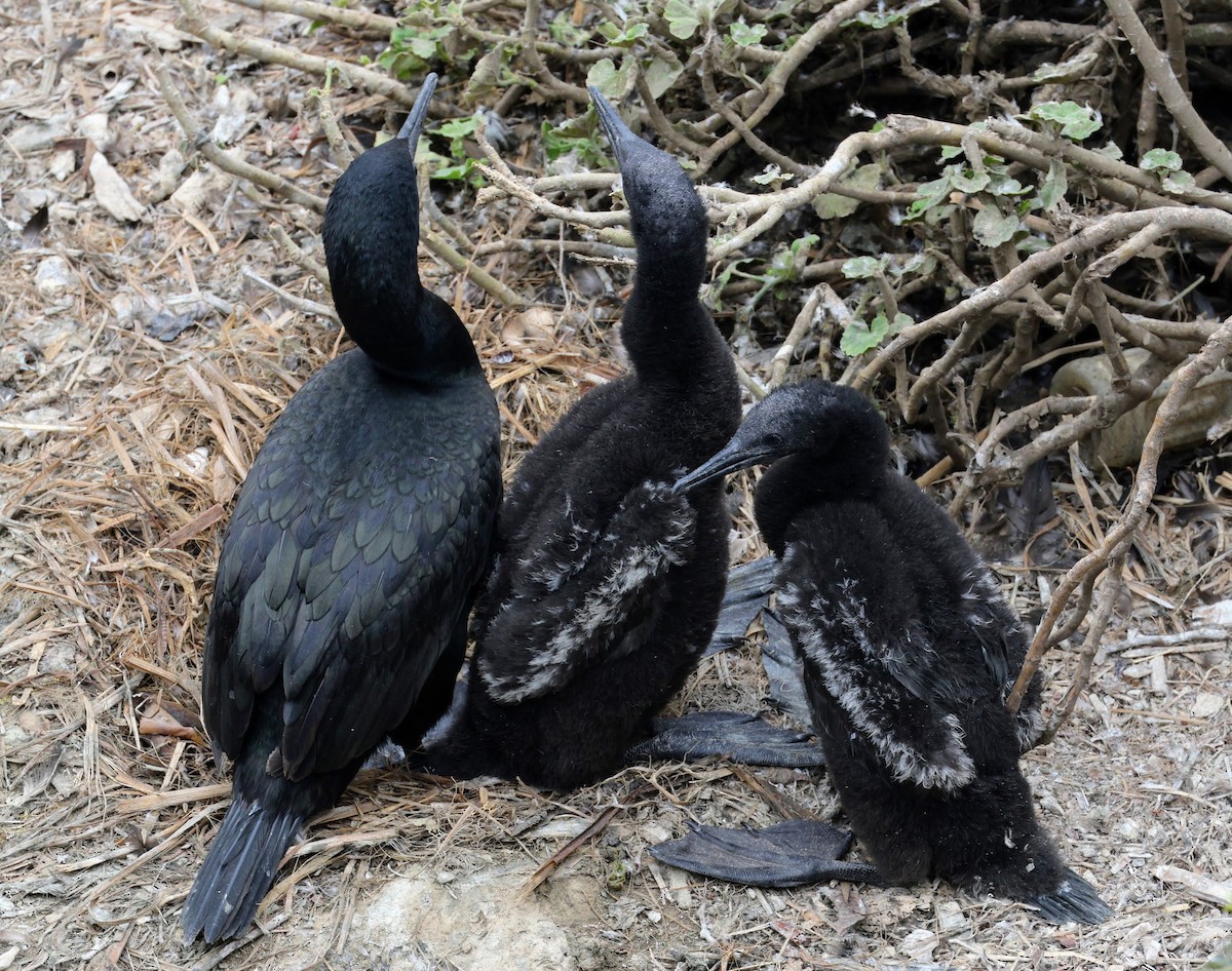 Brandt's Cormorant - ML642299390