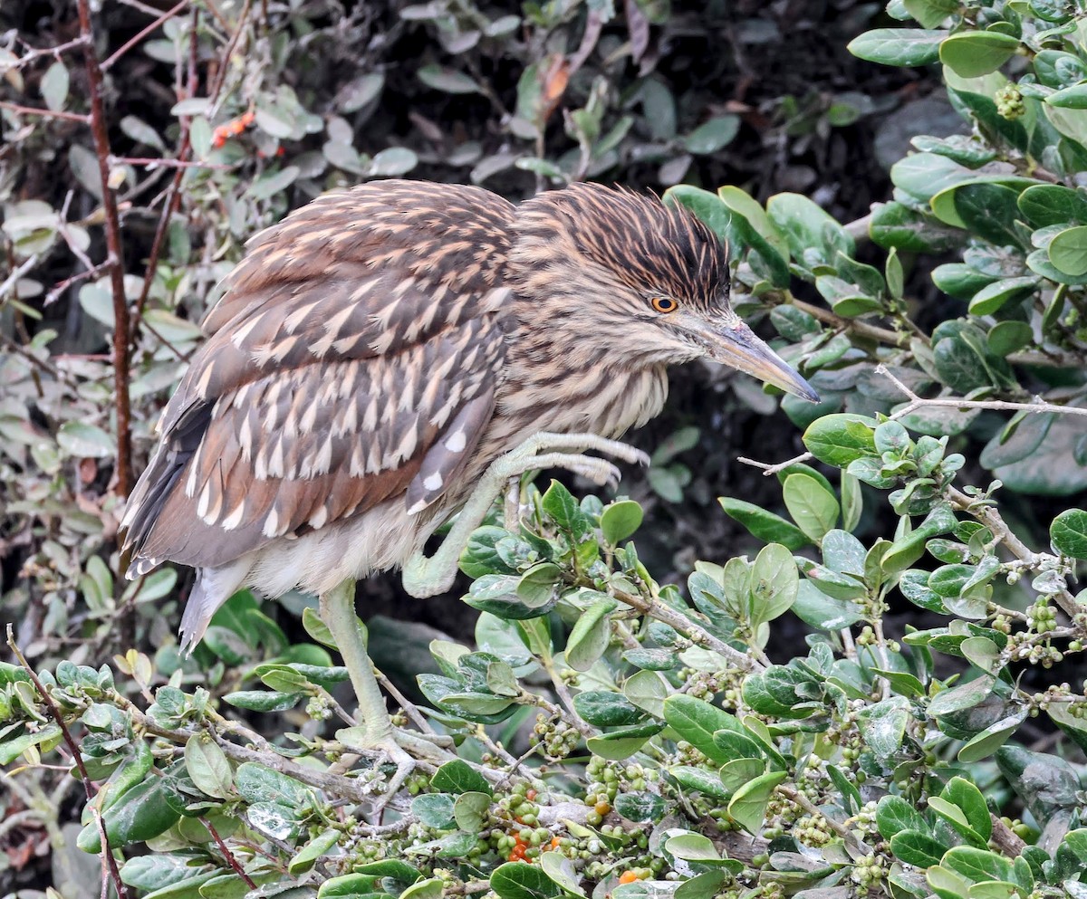 Black-crowned Night Heron - ML642299393