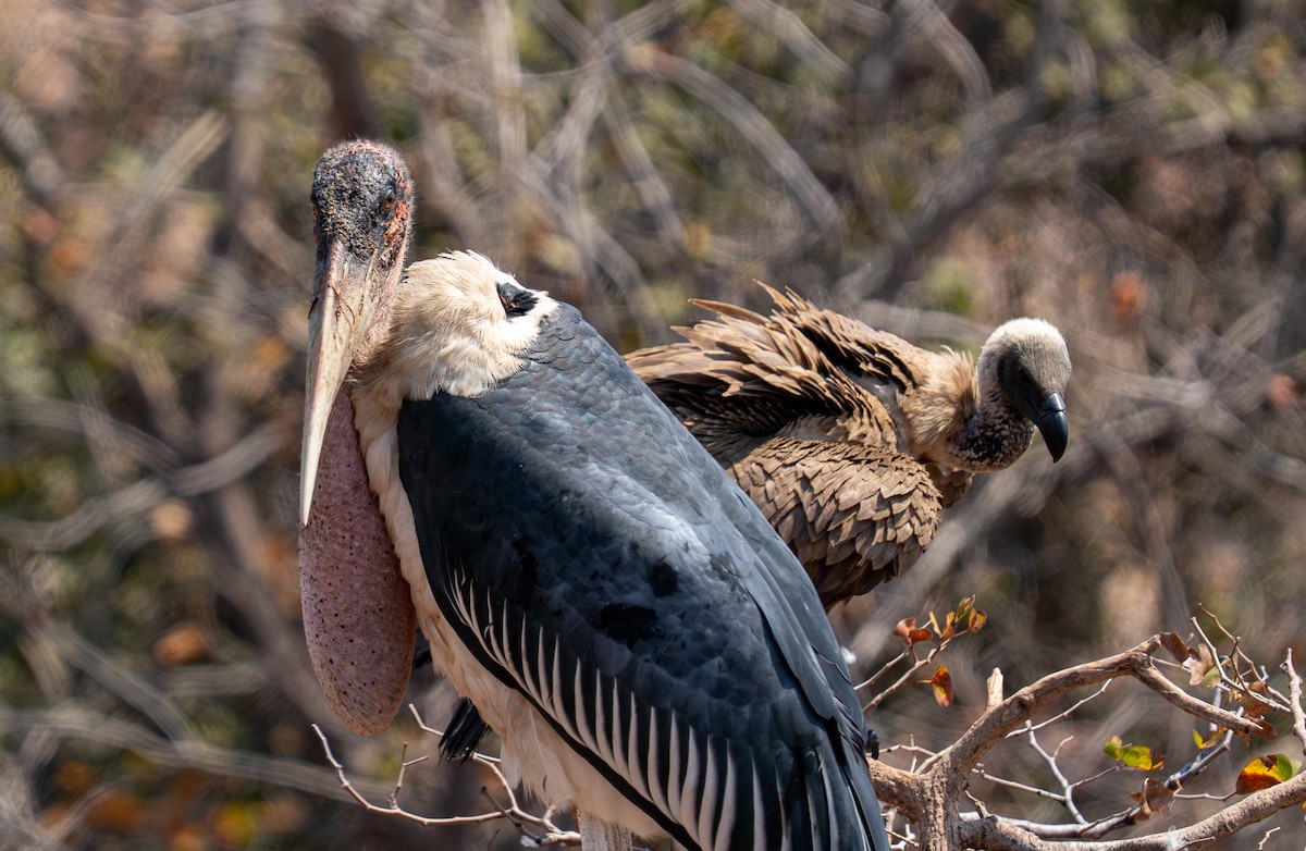 Marabou Stork - ML642299394