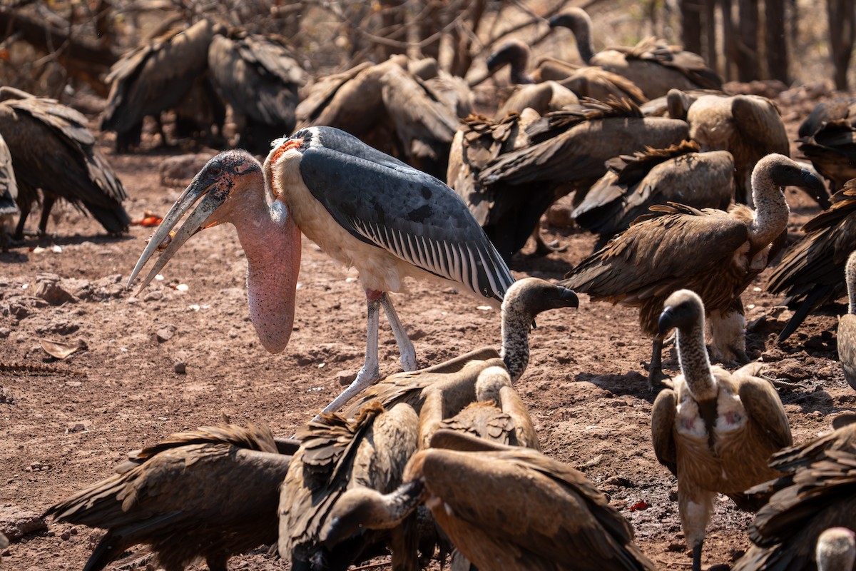 Marabou Stork - ML642299396