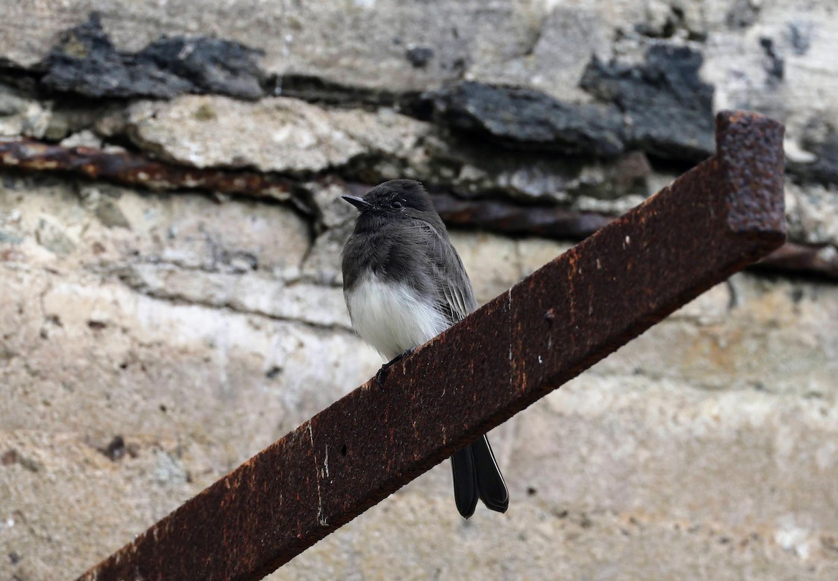 Black Phoebe - ML642299398