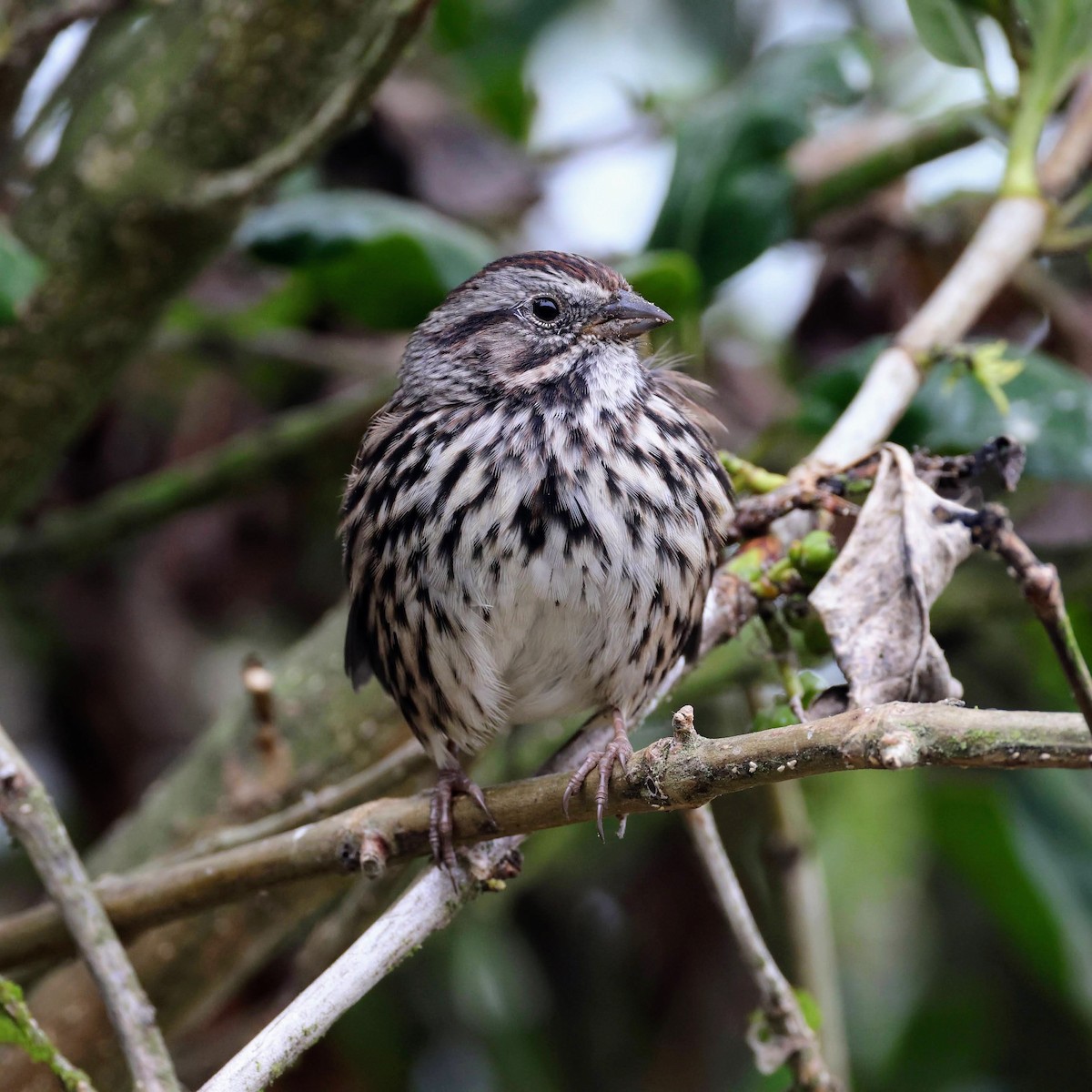 Song Sparrow - ML642299403