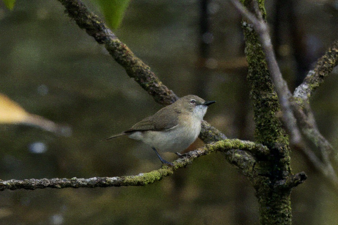 Large-billed Gerygone - ML642299411