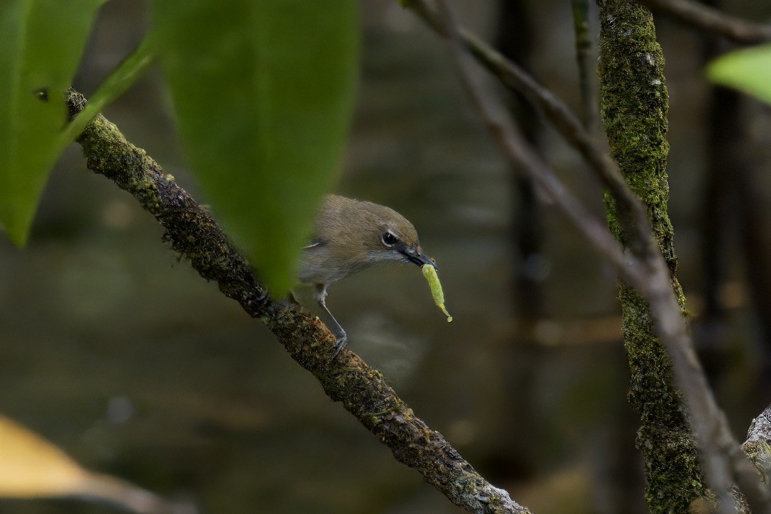 Large-billed Gerygone - ML642299413