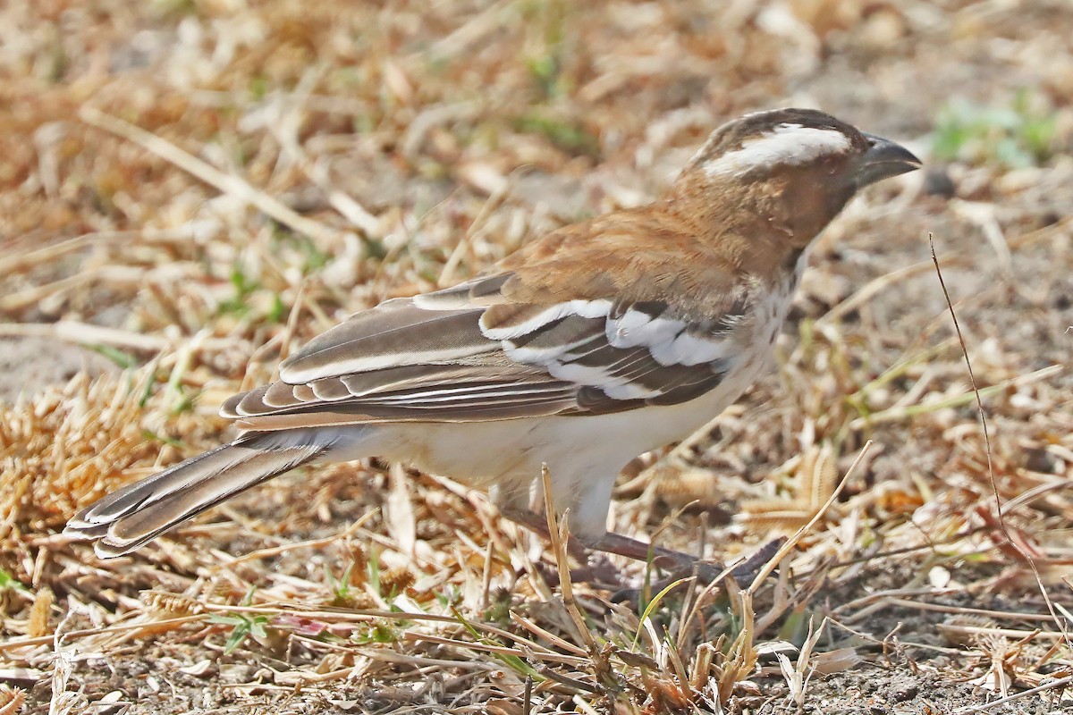 White-browed Sparrow-Weaver - ML642299416