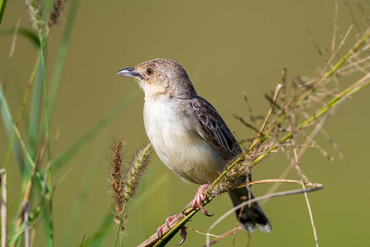 Rattling Cisticola - ML642299417