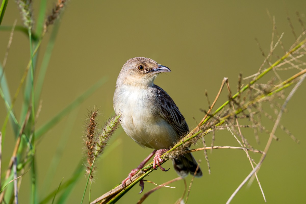 Rattling Cisticola - ML642299421