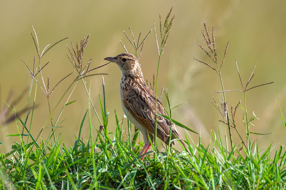 Rufous-naped Lark - ML642299423