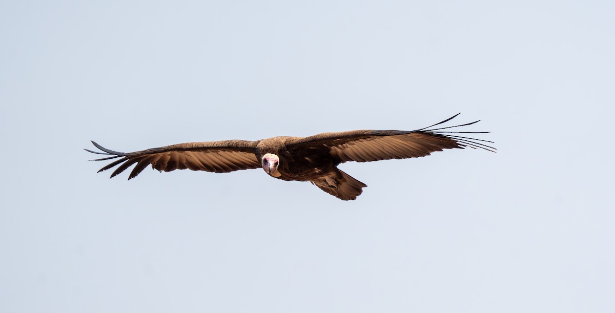 Hooded Vulture - ML642299426