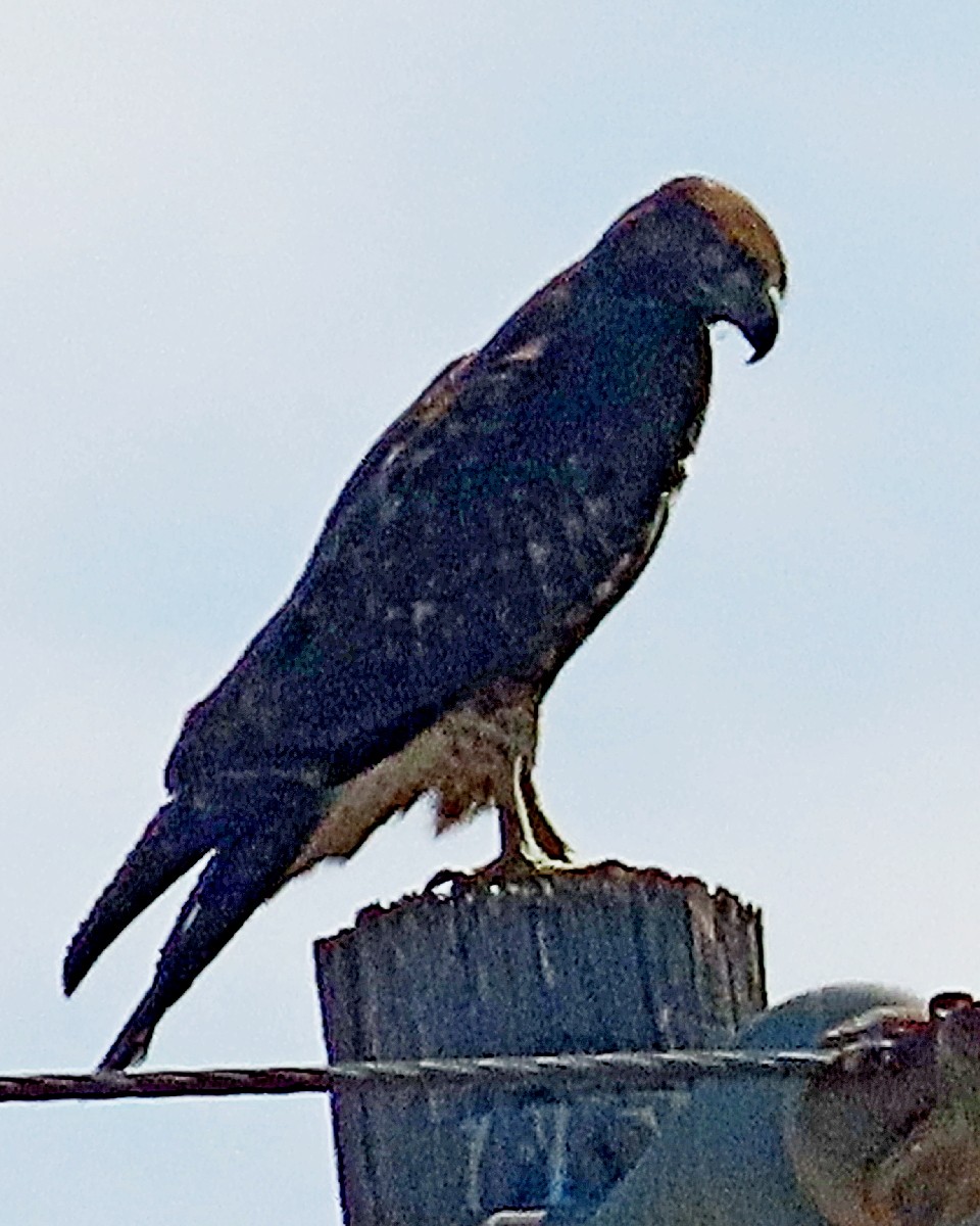 Red-tailed Hawk - ML642299427