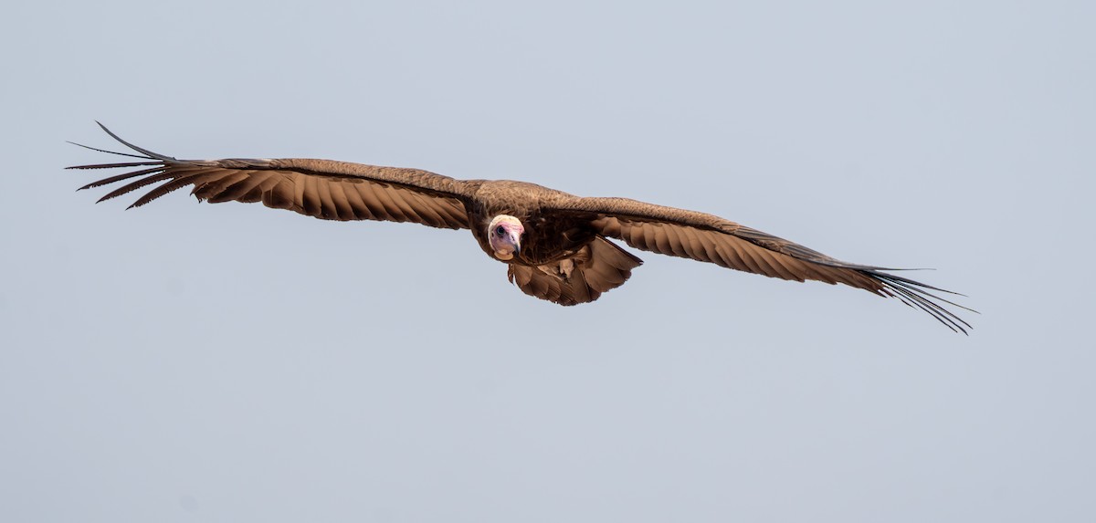 Hooded Vulture - ML642299428