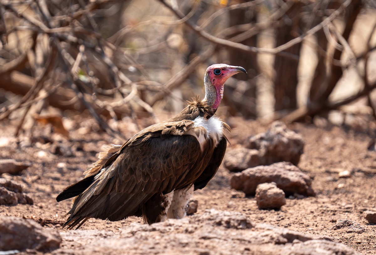 Hooded Vulture - ML642299429