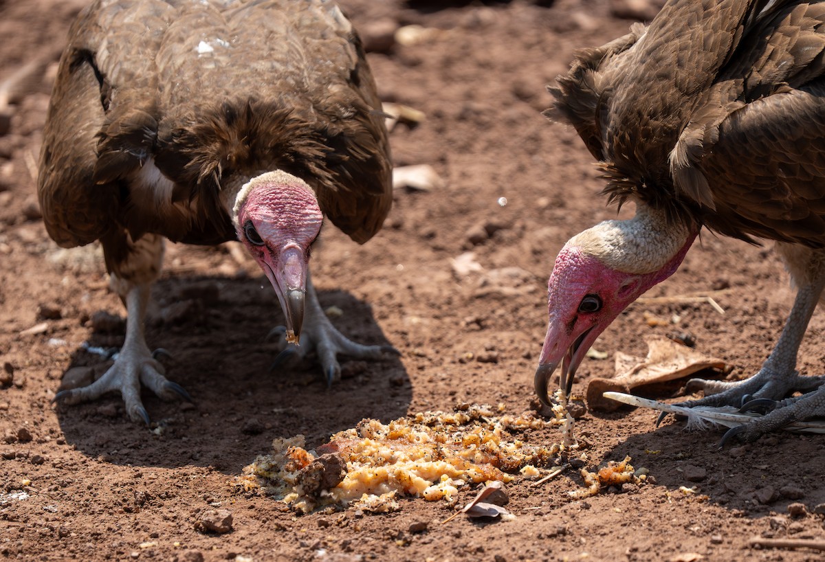 Hooded Vulture - ML642299430