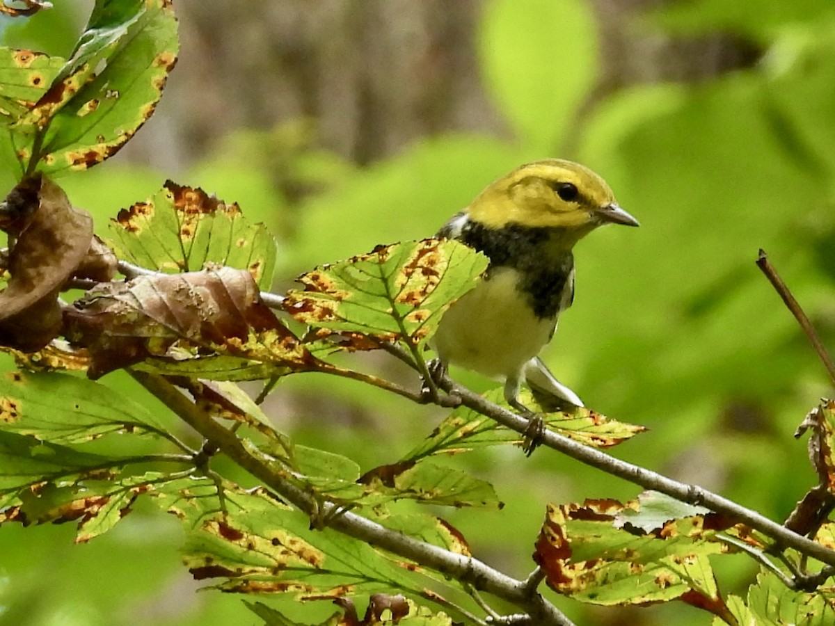 Black-throated Green Warbler - ML642299431