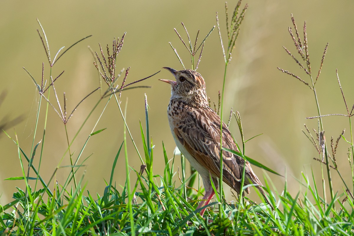 Rufous-naped Lark - ML642299432