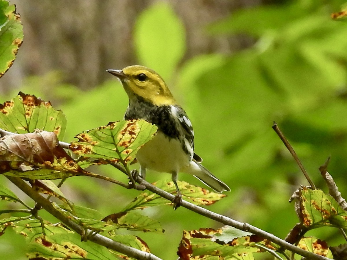 Black-throated Green Warbler - ML642299433