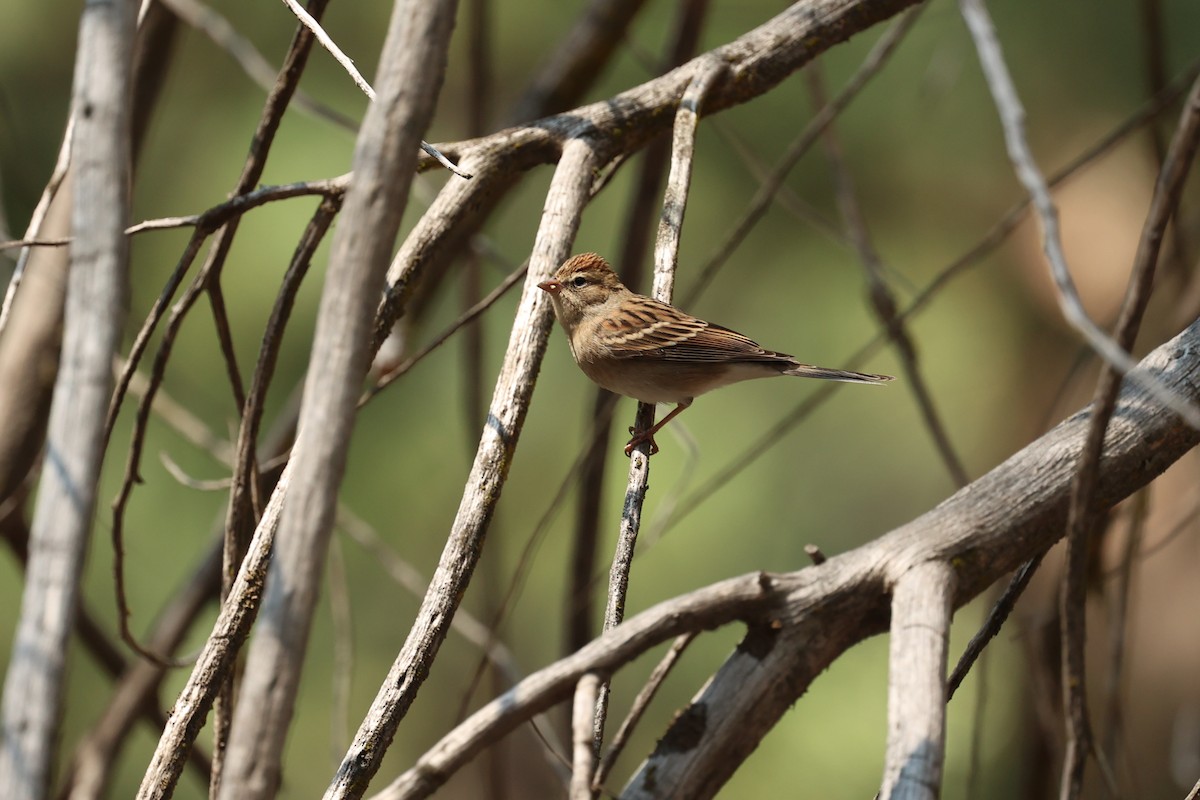 Chipping Sparrow - ML642299435
