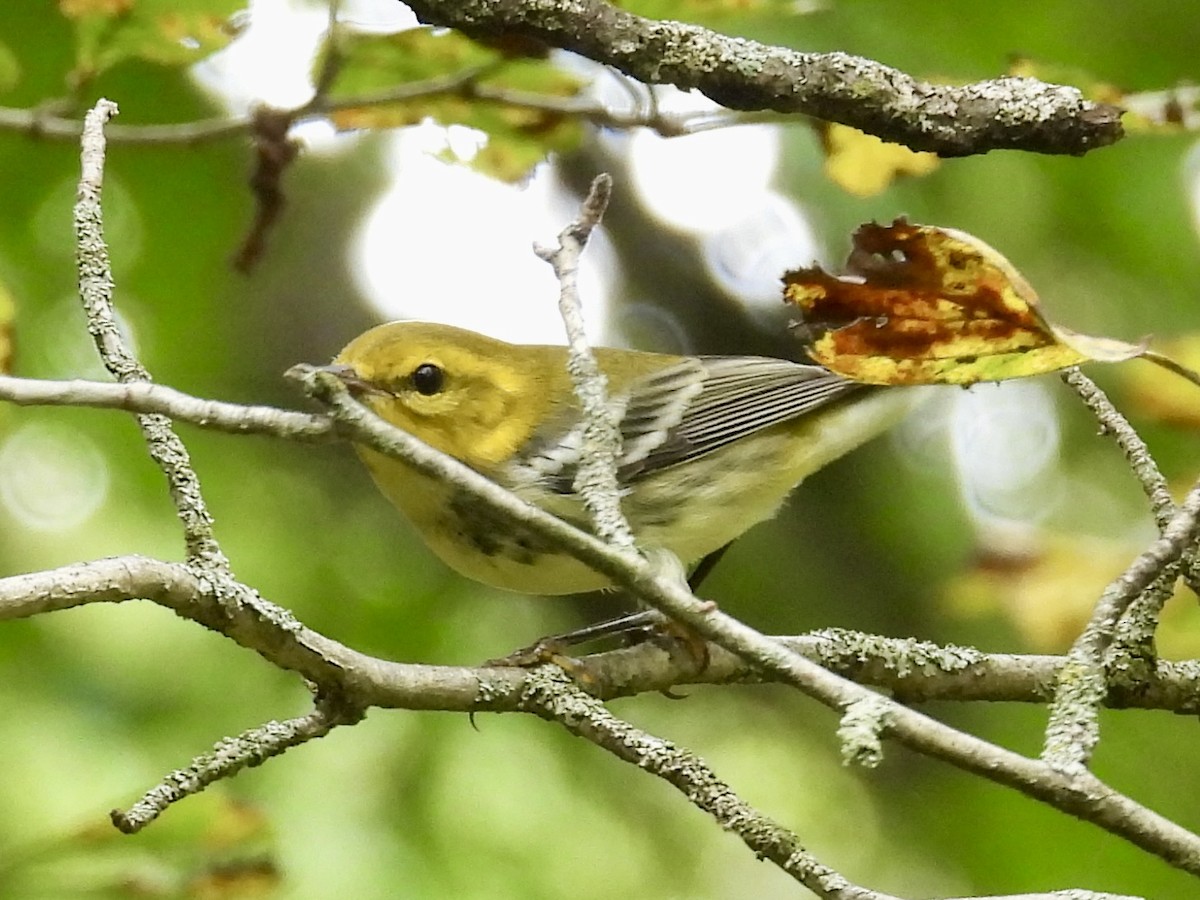 Black-throated Green Warbler - ML642299436
