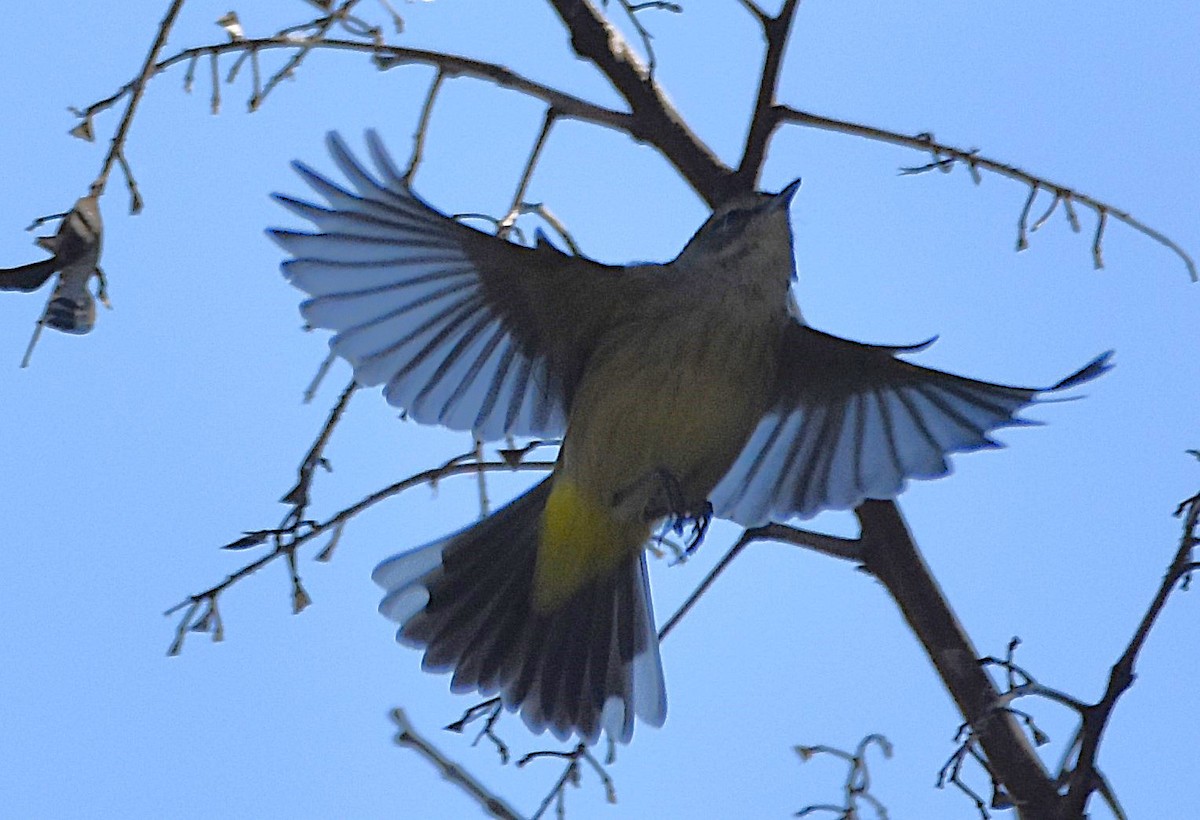 Palm Warbler - ML642299437