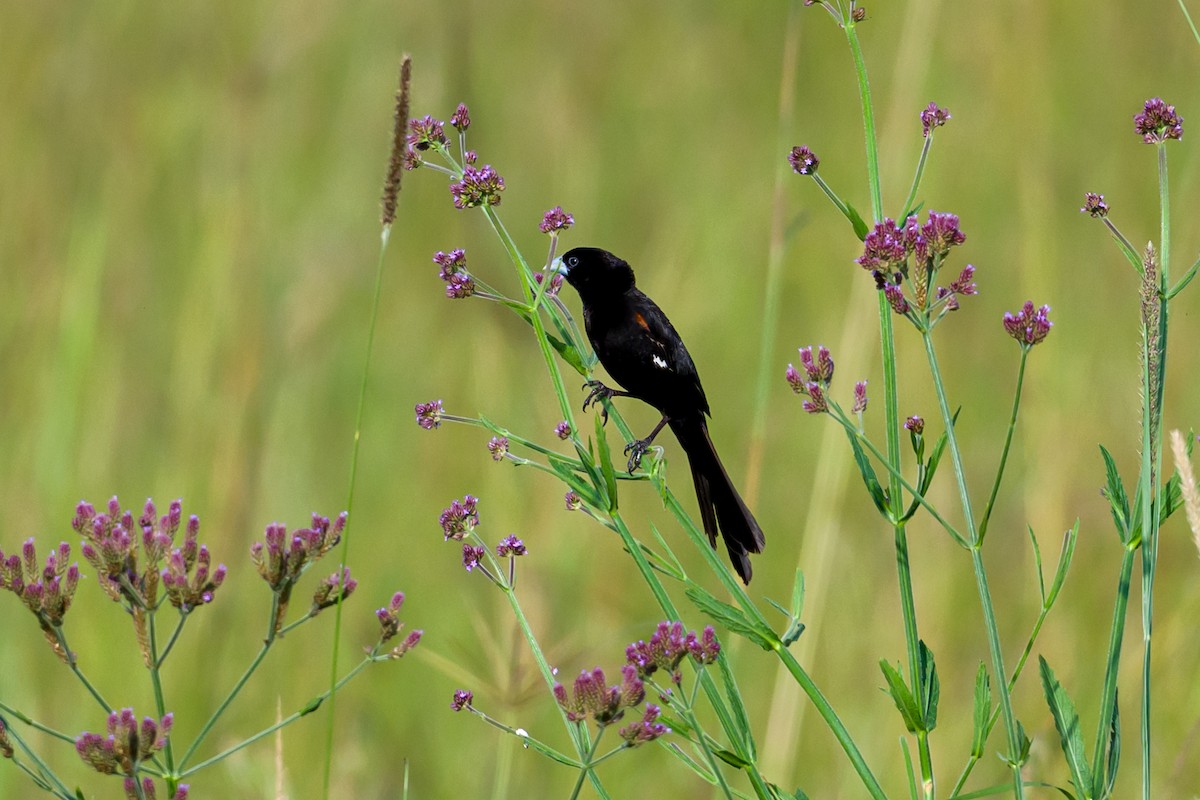 White-winged Widowbird - ML642299441