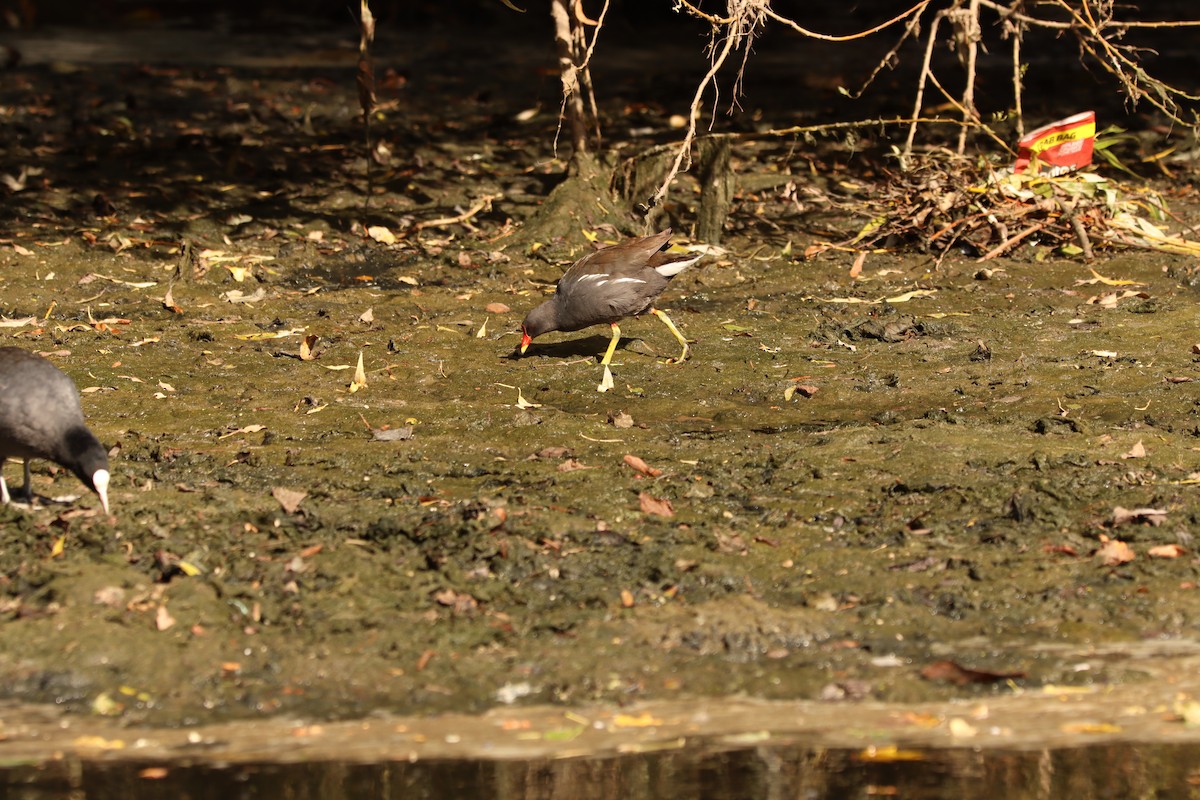 Eurasian Moorhen - ML642299442