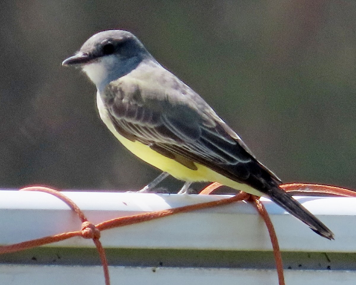 Cassin's Kingbird - ML642299443