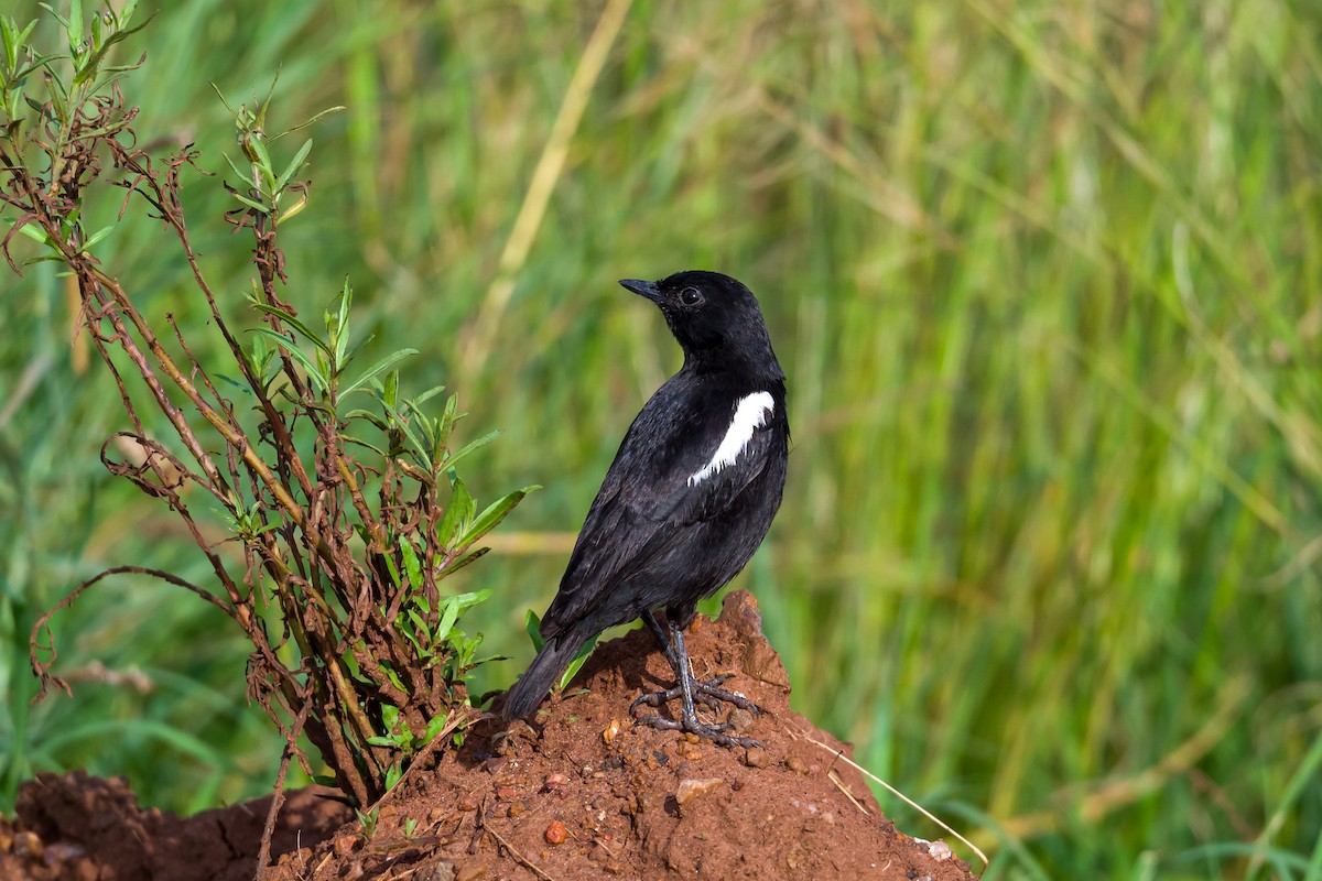 Sooty Chat - ML642299444