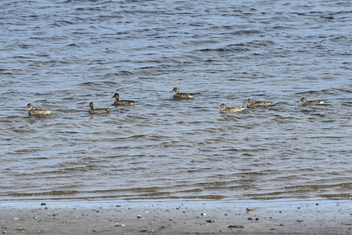 Green-winged Teal - ML642299445