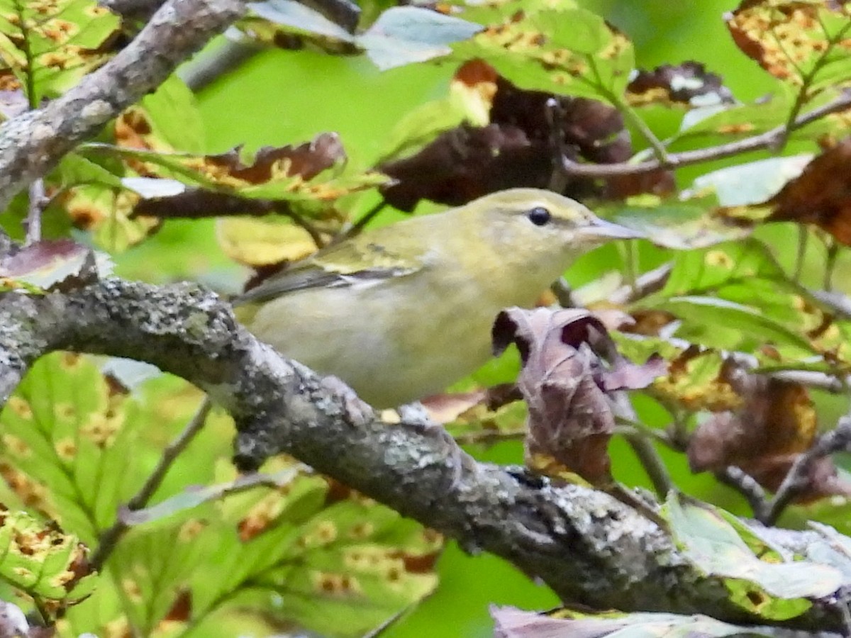 Tennessee Warbler - ML642299446