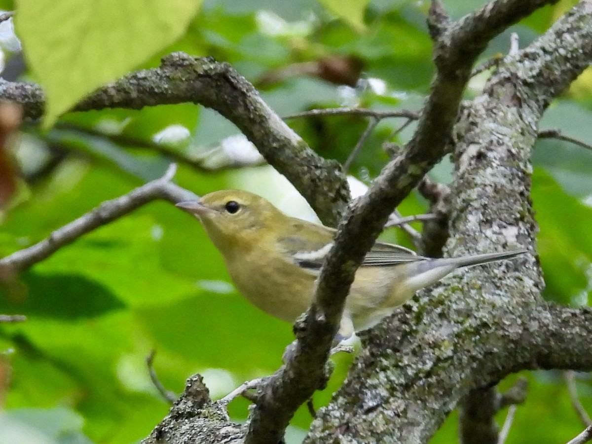 Bay-breasted Warbler - ML642299447