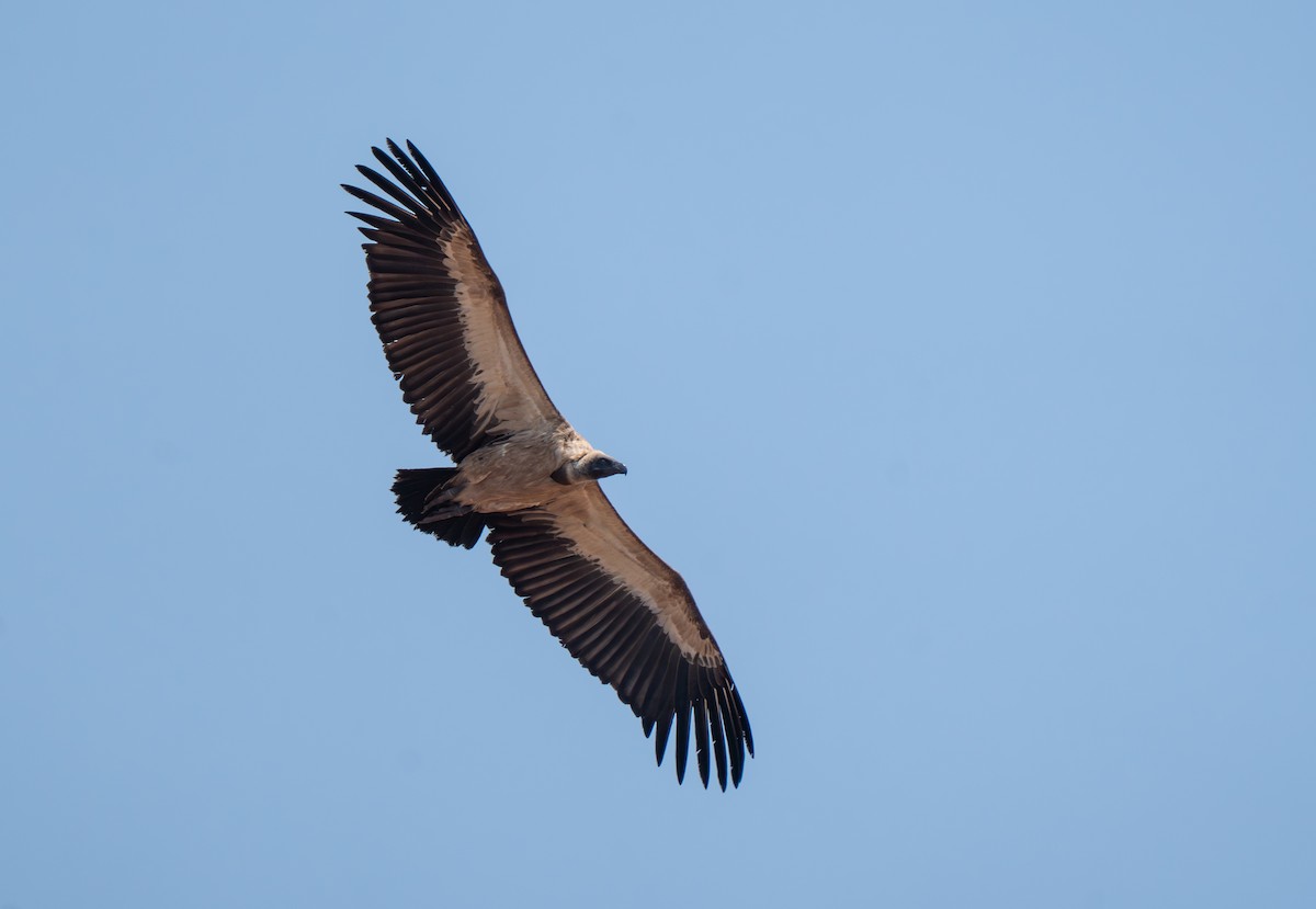 White-backed Vulture - ML642299448