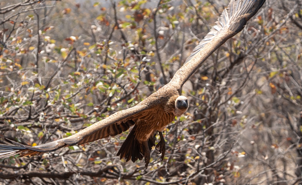 White-backed Vulture - ML642299449