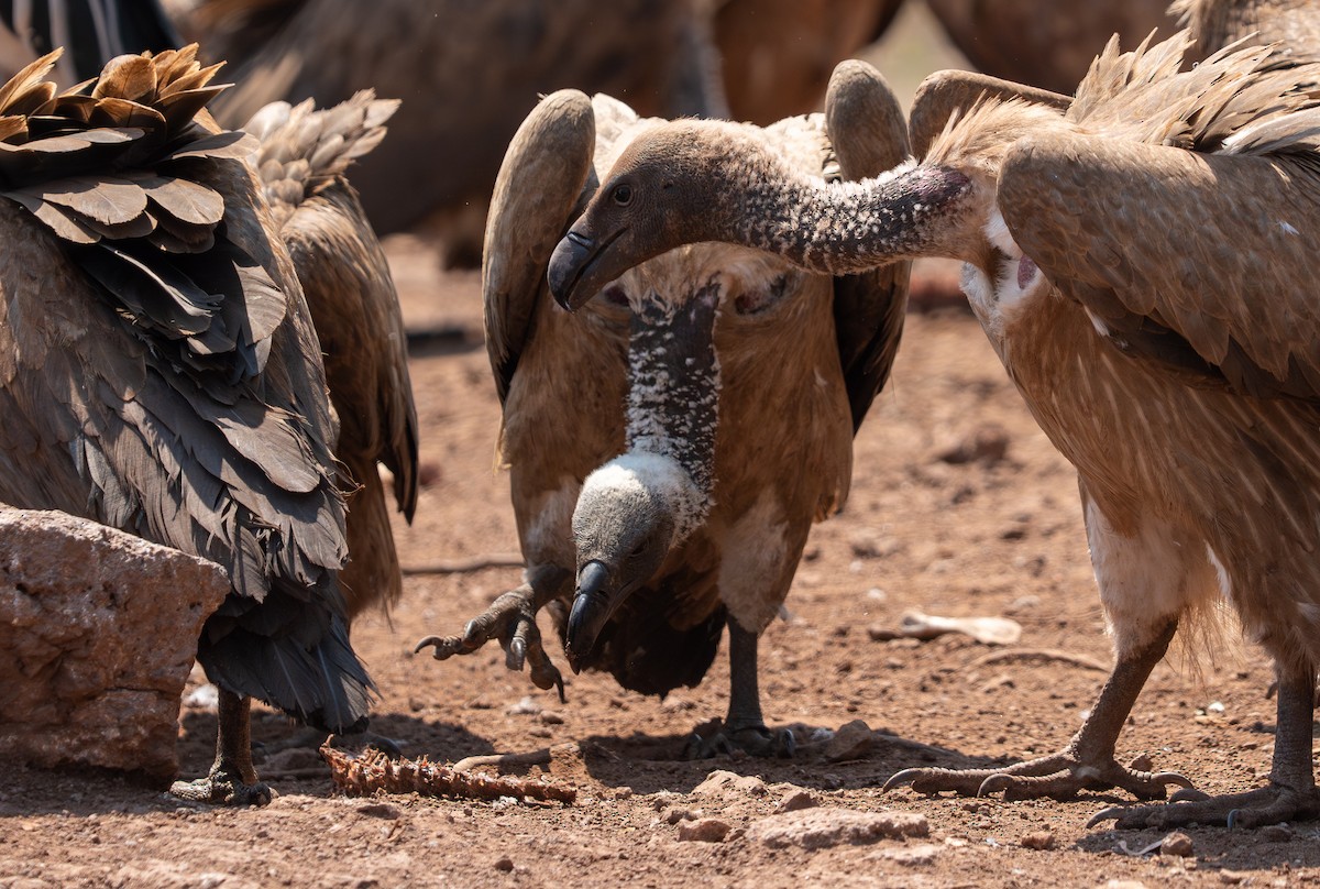 White-backed Vulture - ML642299450