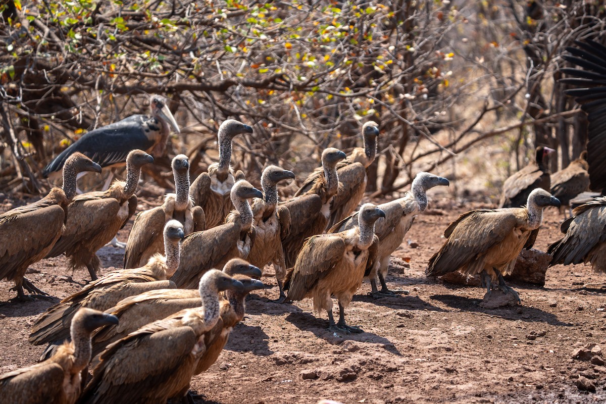White-backed Vulture - ML642299451