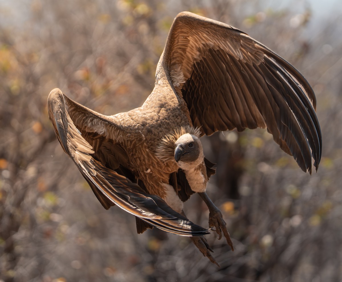 White-backed Vulture - ML642299452