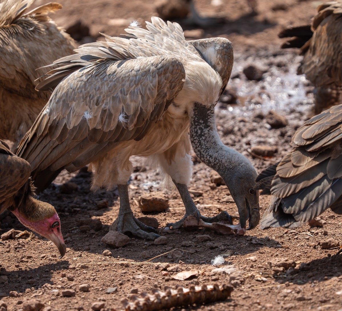 White-backed Vulture - ML642299453