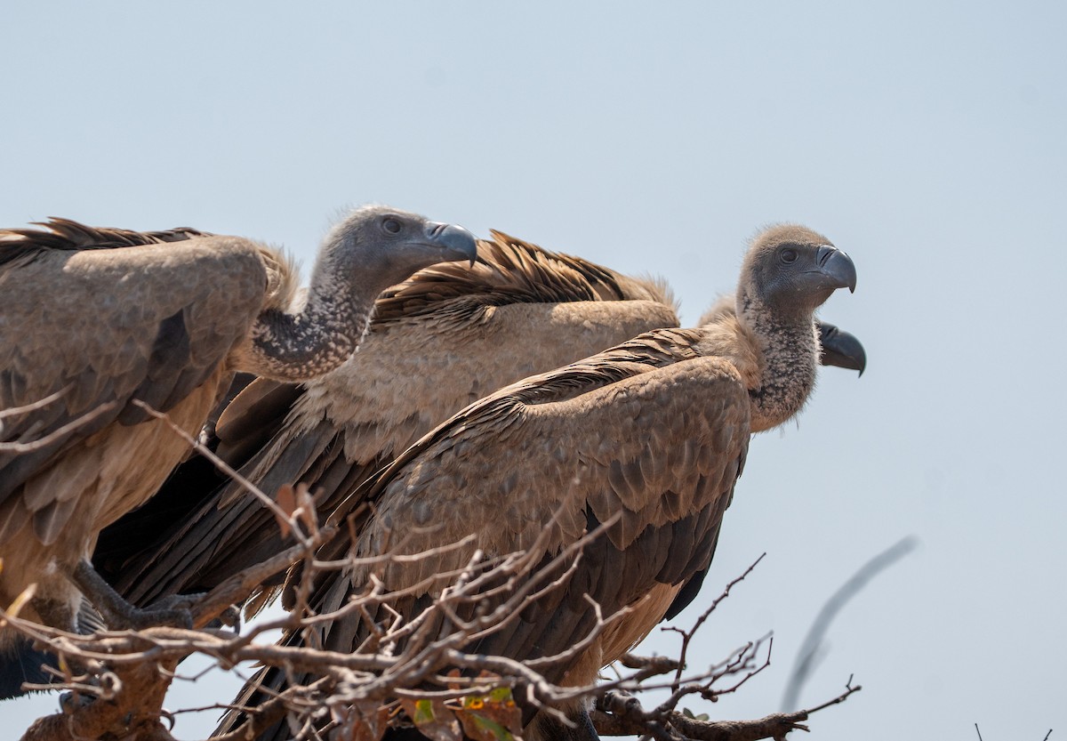 White-backed Vulture - ML642299454