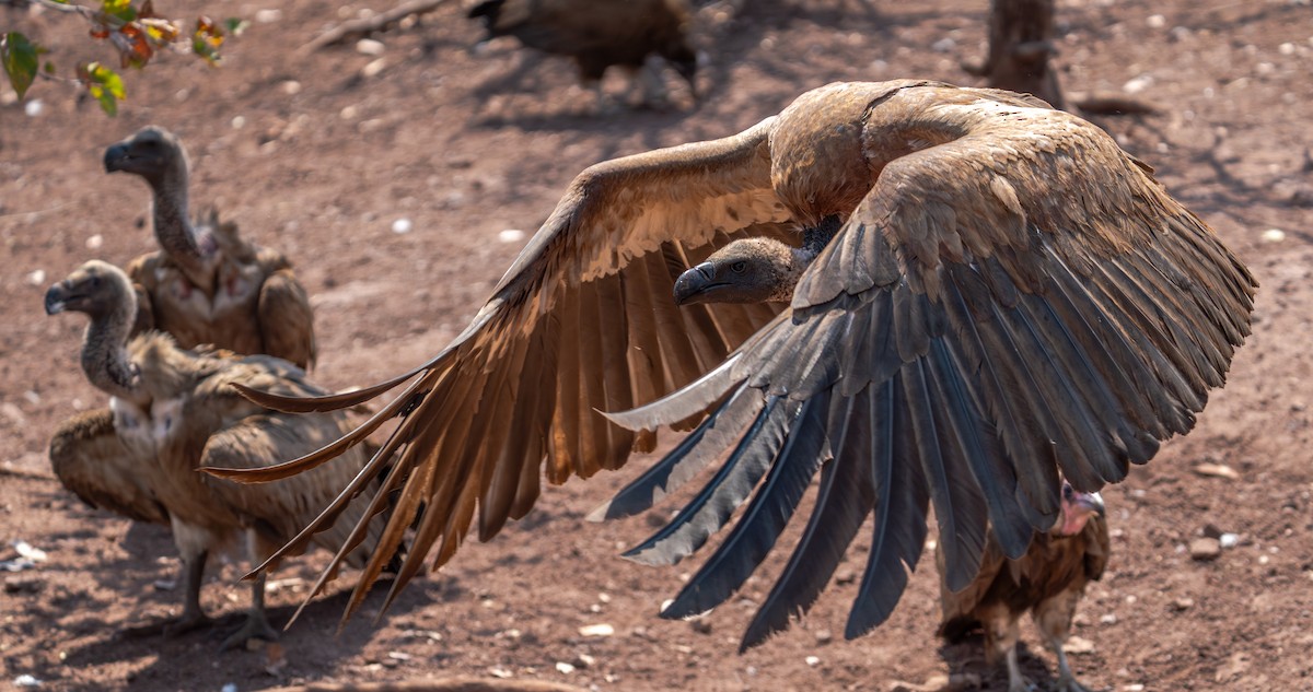 White-backed Vulture - ML642299455