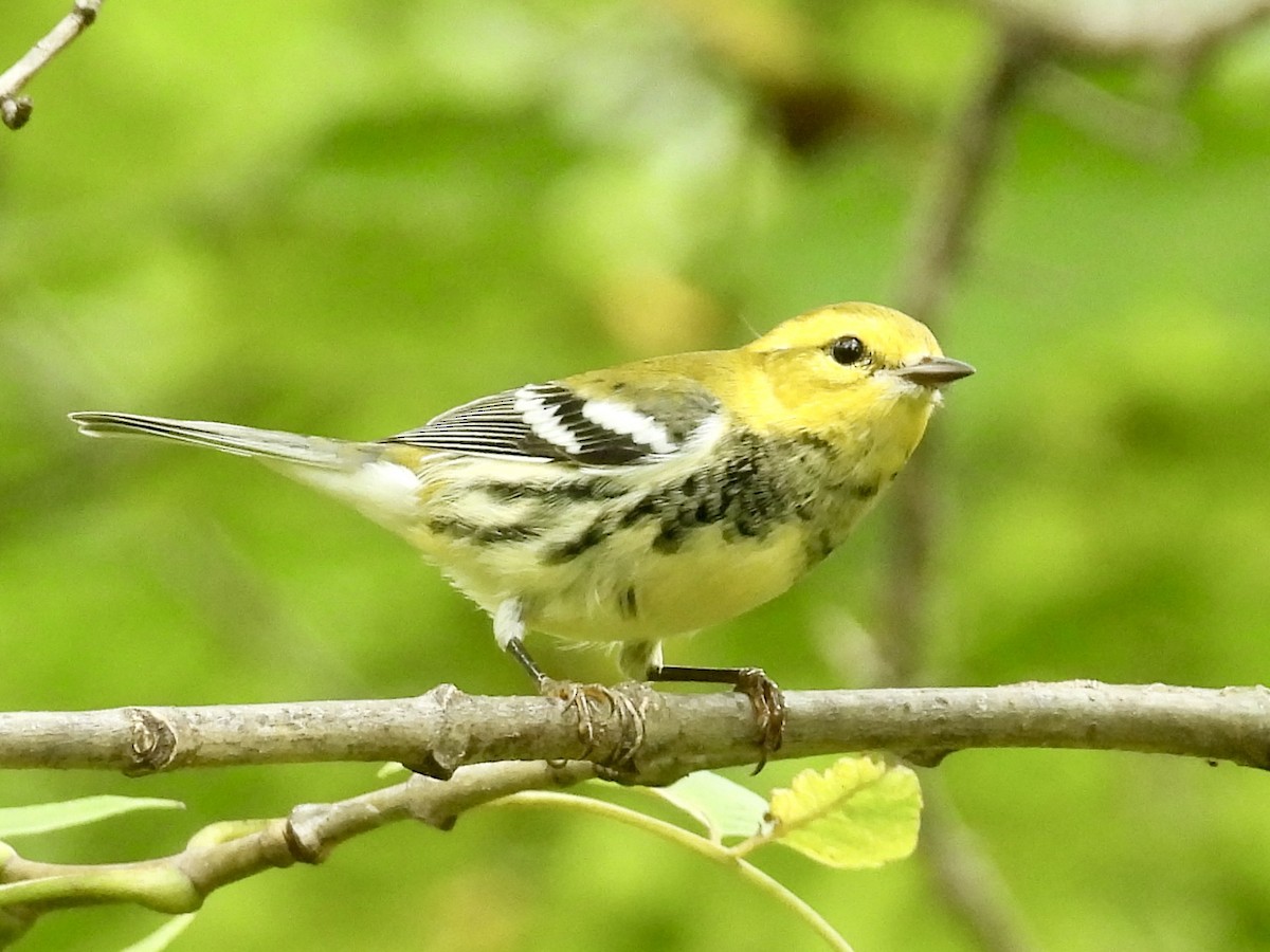 Black-throated Green Warbler - ML642299458