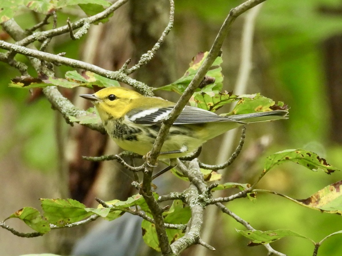 Black-throated Green Warbler - ML642299459