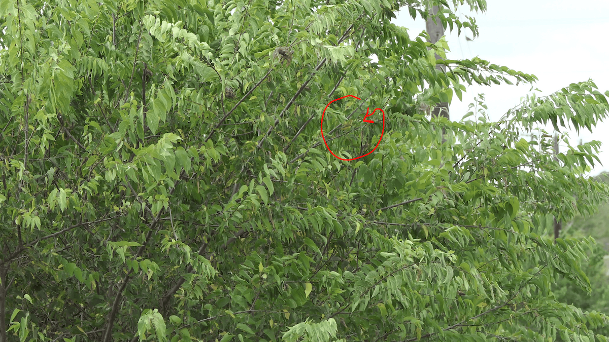 Yellow Warbler - ML642299460