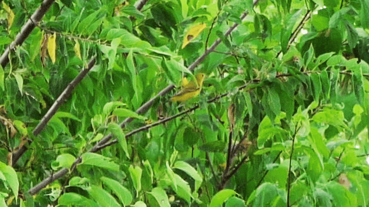Yellow Warbler - ML642299461