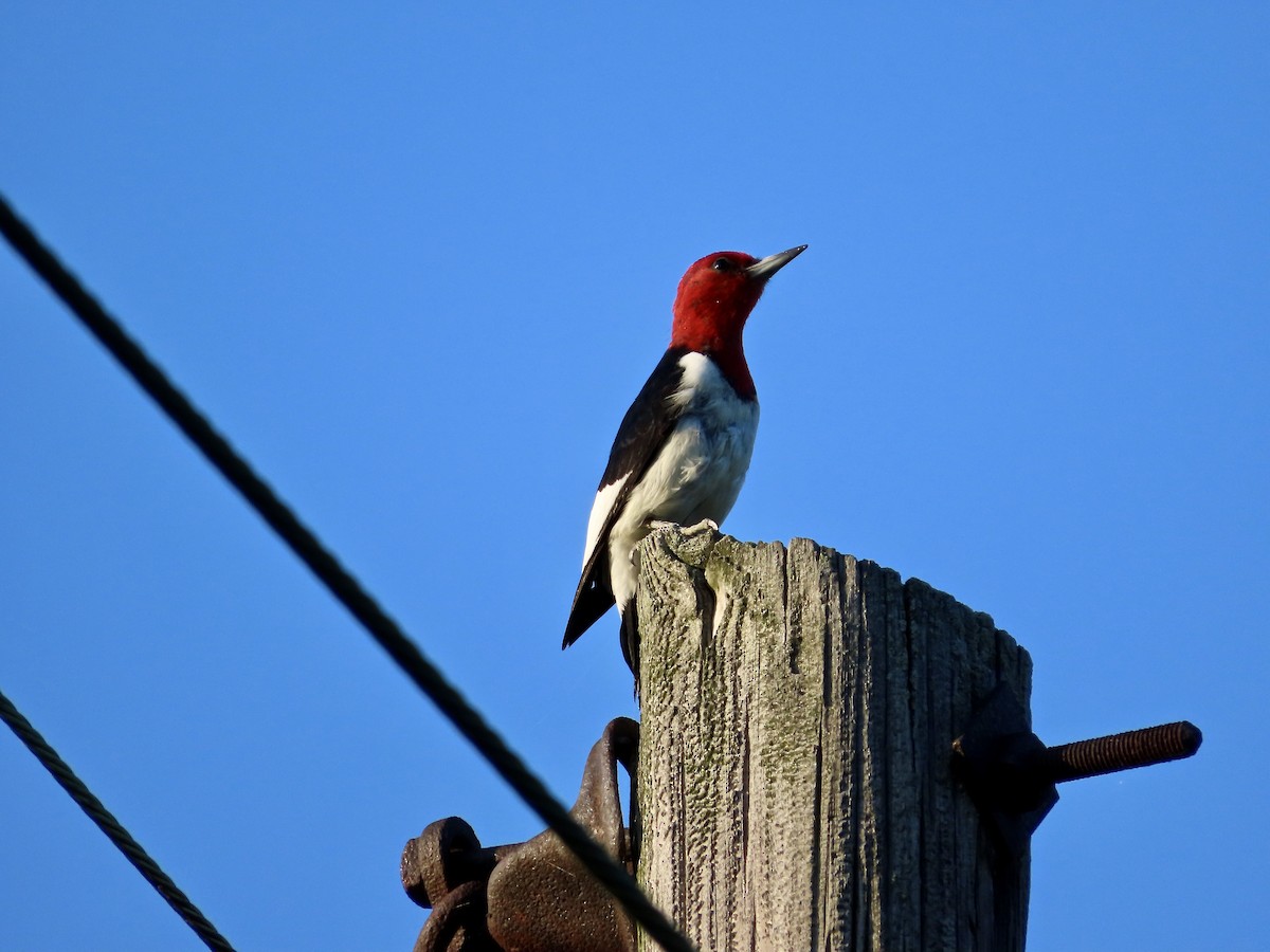 Red-headed Woodpecker - ML642299467