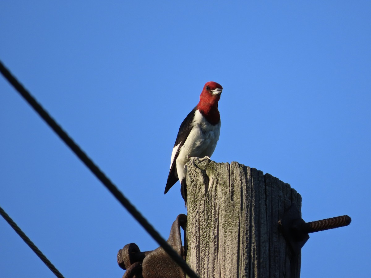 Red-headed Woodpecker - ML642299468