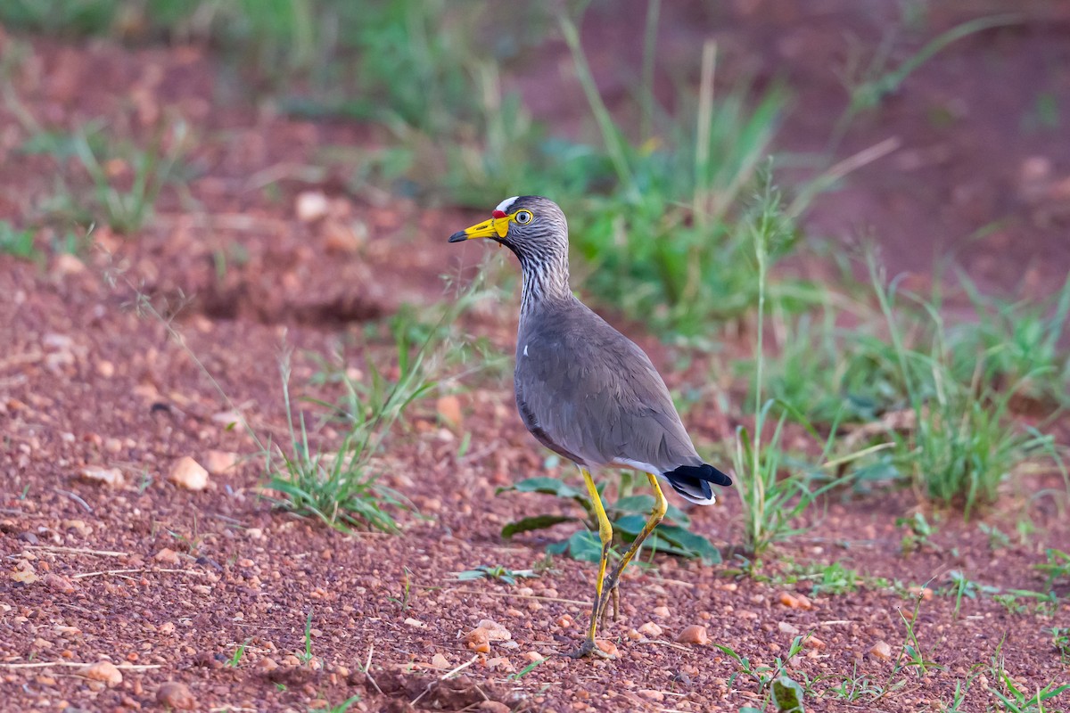 Wattled Lapwing - ML642299471