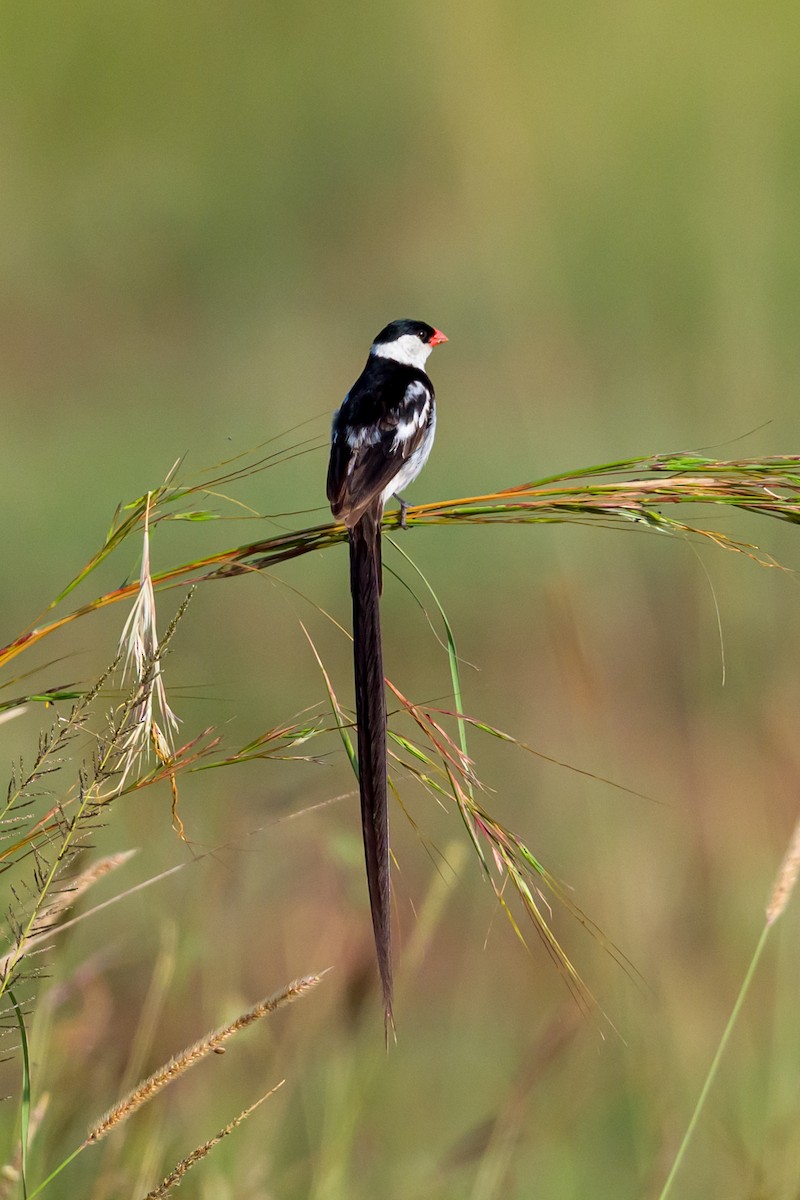 Pin-tailed Whydah - ML642299474