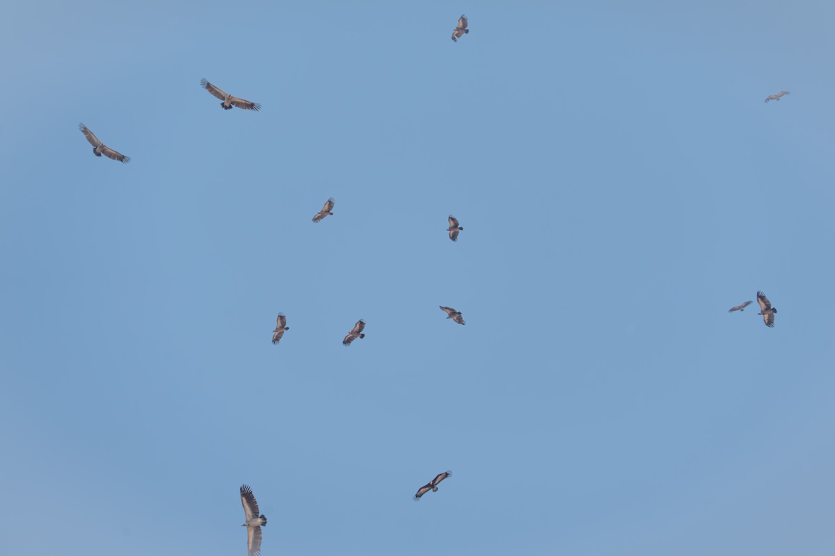 White-backed Vulture - ML642299475