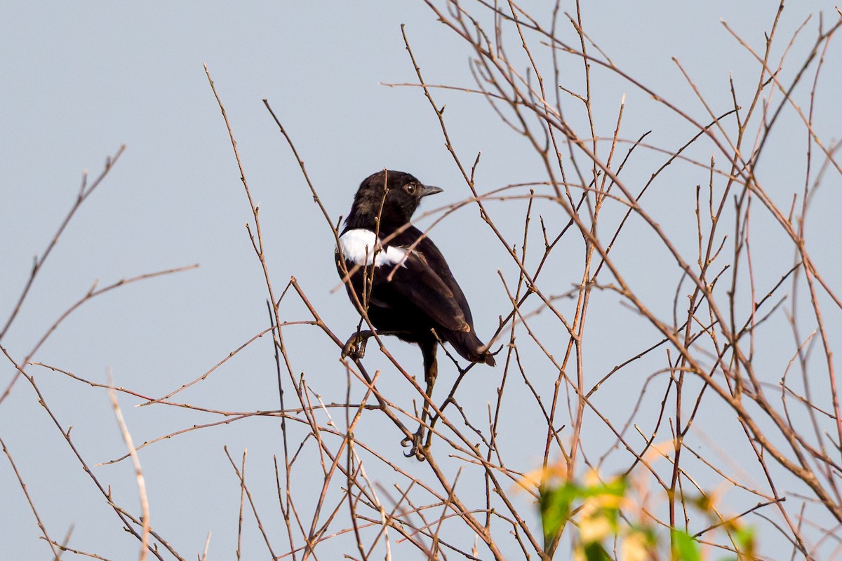 Sooty Chat - ML642299481