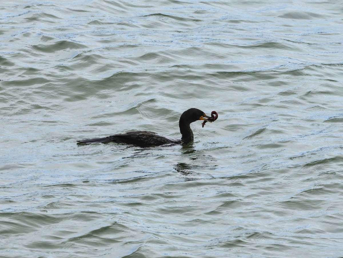 Double-crested Cormorant - ML642299484
